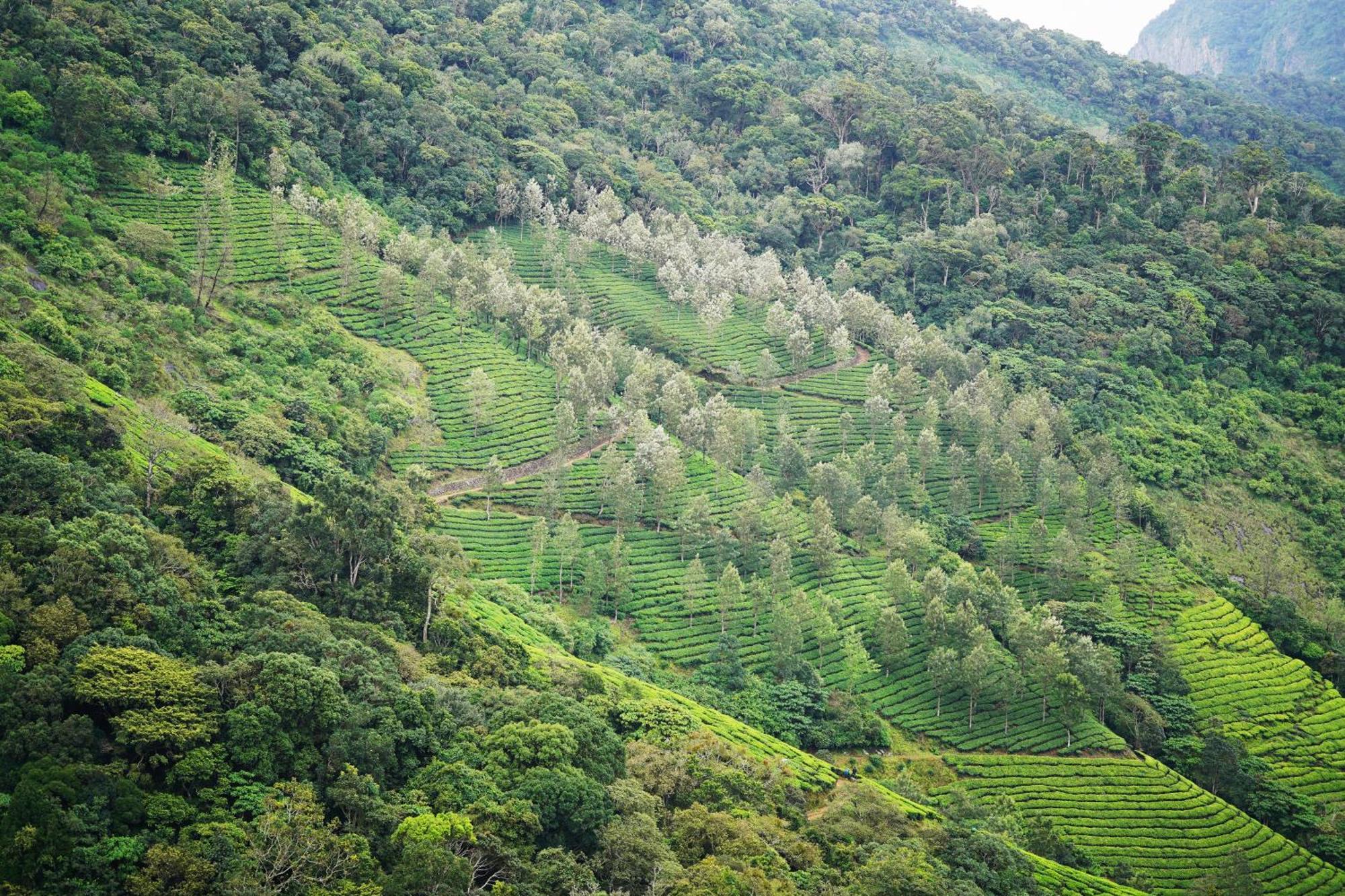 The Teatree Munnar Hotel Suryanelli Exterior foto